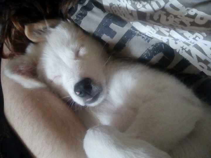 Oggi vi presento i nostri "mimmi" :) - 6