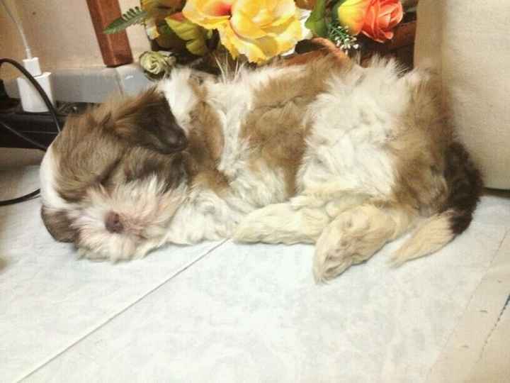 La mia cagnolina *_* - 1