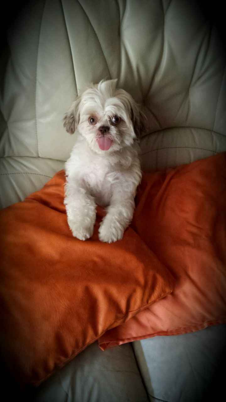 La mia cagnolina *_* - 3