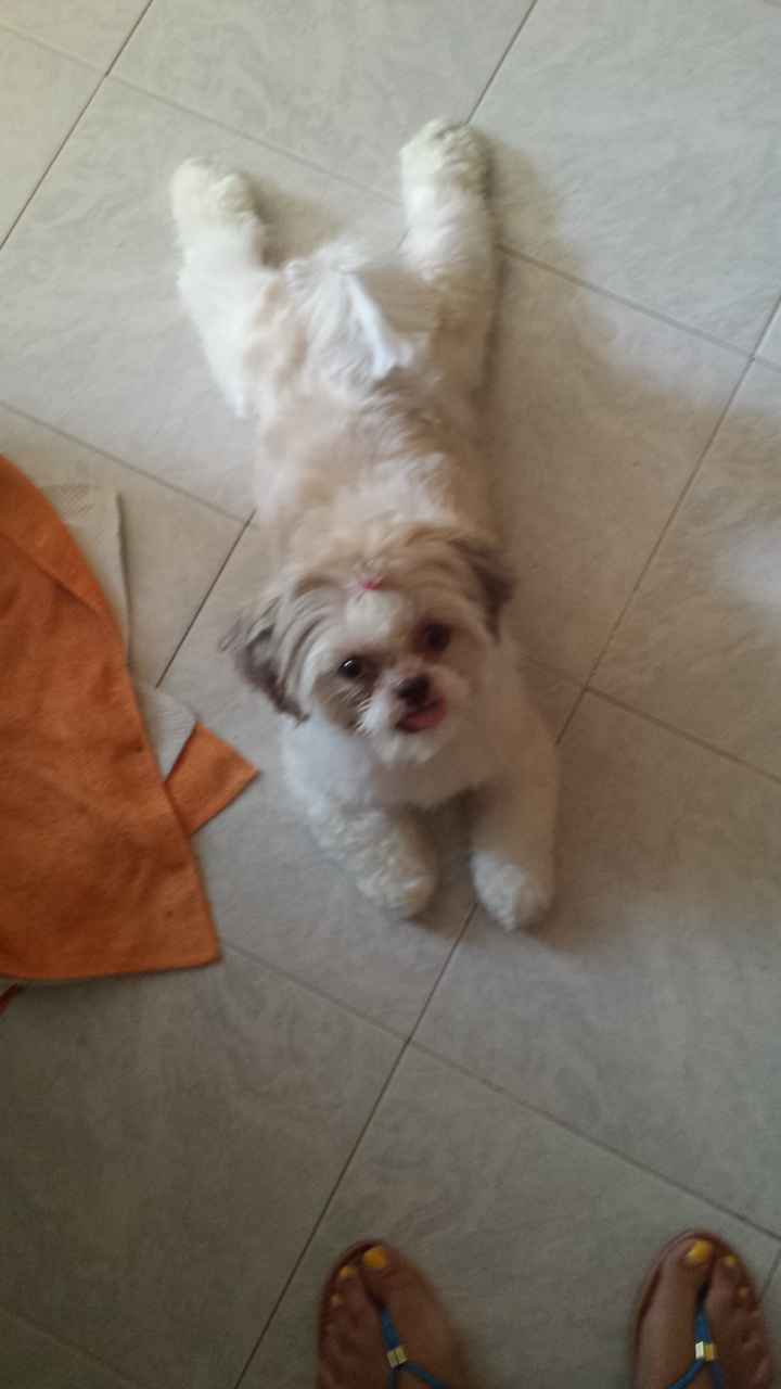 La mia cagnolina *_* - 4