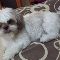 La mia cagnolina *_* - 2