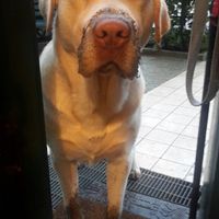 I nostri amici a quattro zampe - 1