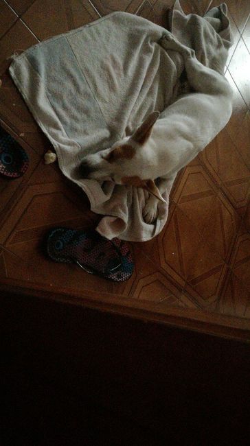  Fedi a quattro zampe - 1
