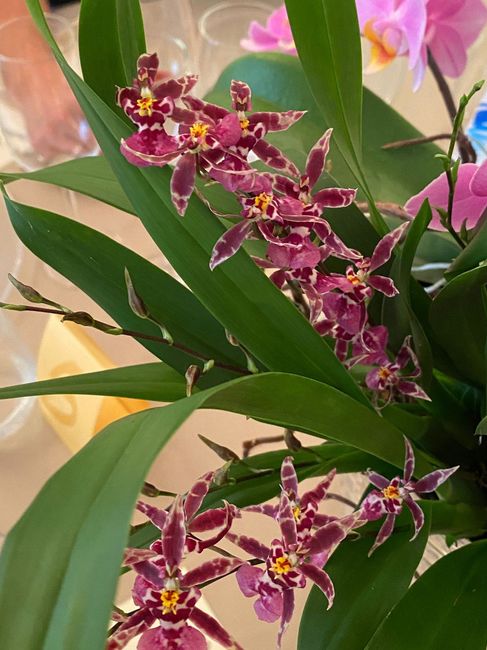 Che tema avete scelto ? 4