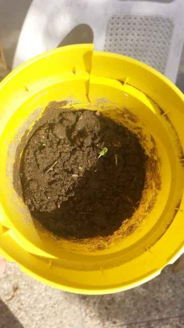 Bomboniere originali: fogli di semi - 1