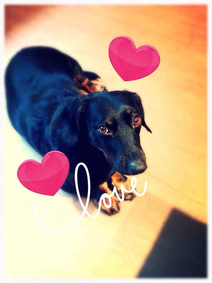 Le foto dei vostri animali - 1