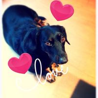 Le foto dei vostri animali - 1