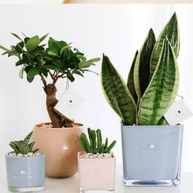 Bomboniere ordinate💪 1