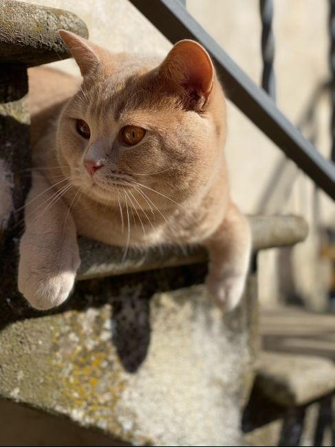 Il nostro amico a quattro zampe si chiama... - 1