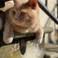 Il nostro amico a quattro zampe si chiama... - 1