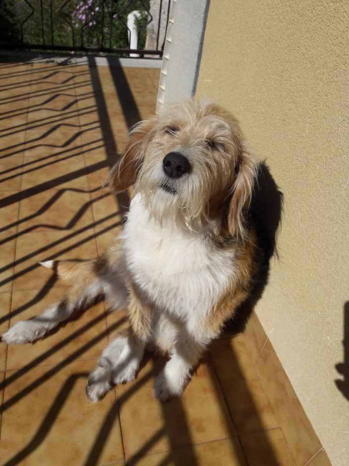 Mi presentate i vostri amici a 4 zampe?! 😃 - 2