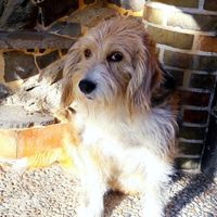 Mi presentate i vostri amici a 4 zampe?! 😃 - 1