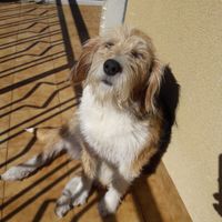 Mi presentate i vostri amici a 4 zampe?! 😃 - 2