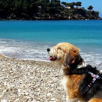 Mi presentate i vostri amici a 4 zampe?! 😃 - 3