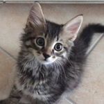 Arianna