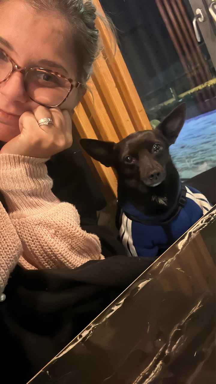 Animali domestici 🐕 🐱 - 1