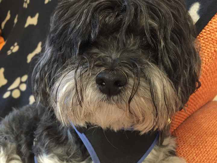 Animaletti in casa - 1