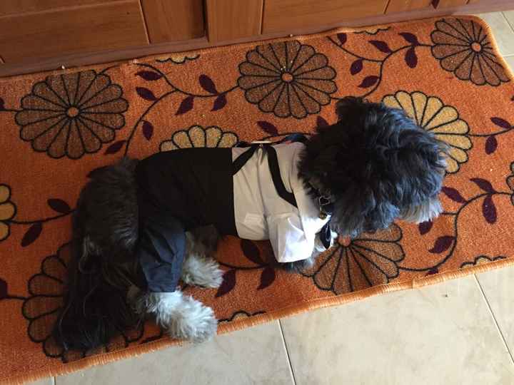Cani e vestitini improponibili - 3