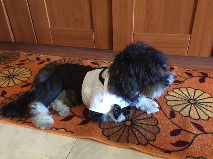 Primi arrivi aliexpress:-) - 3