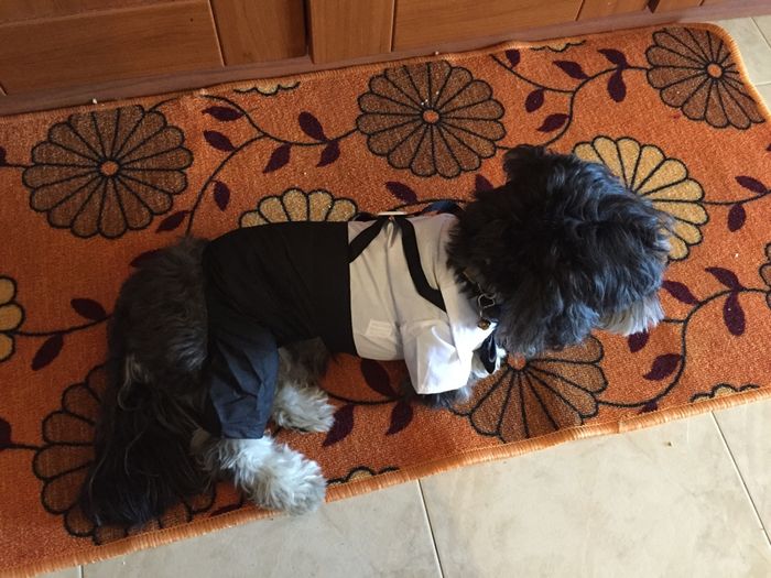 Cani e vestitini improponibili - 3