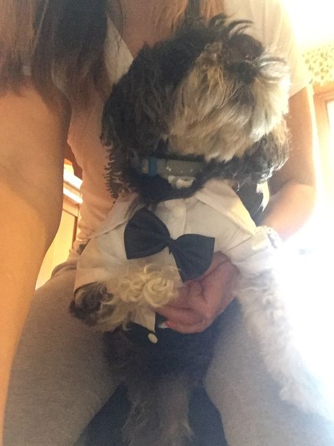 Cani e vestitini improponibili - 4