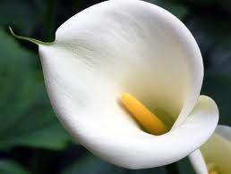 calla