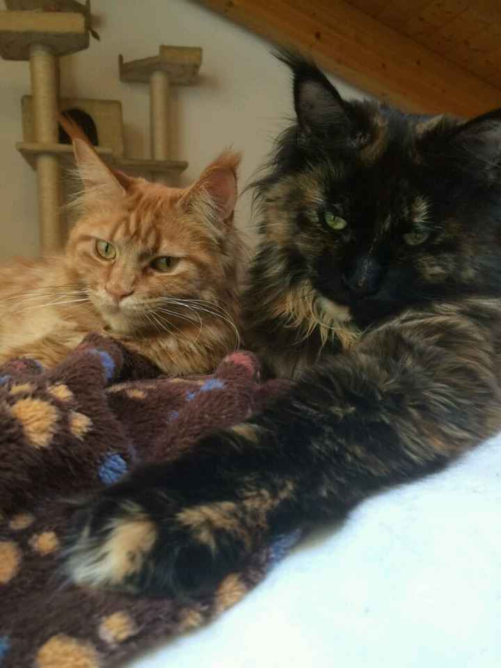 Animali domestici - 3