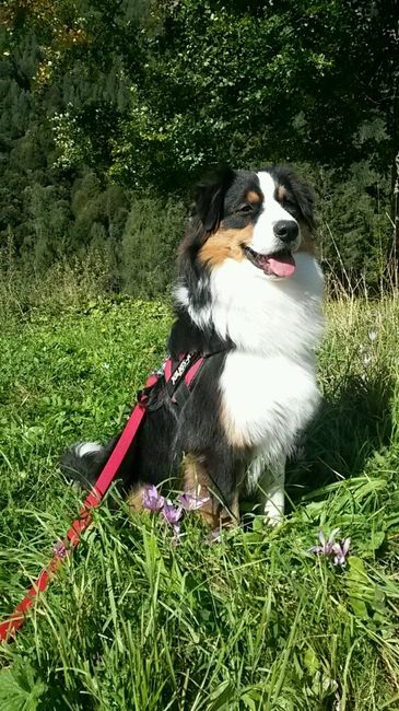 Animali domestici - 1