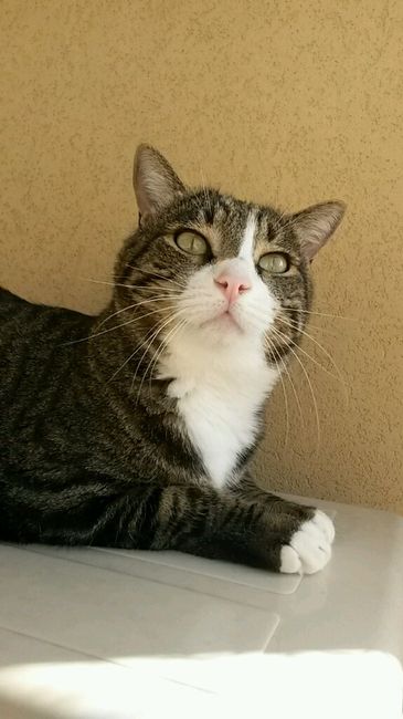 Animali domestici - 2