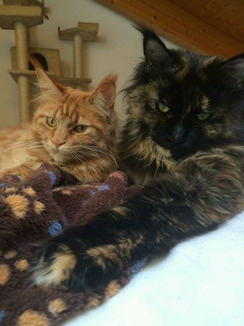 Animali domestici - 3