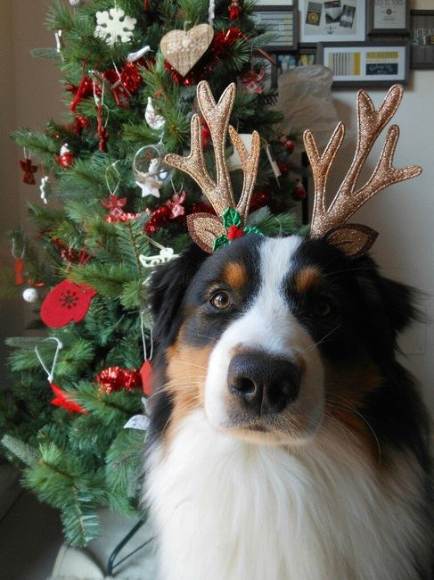 I nostri amici a 4 zampe - 1