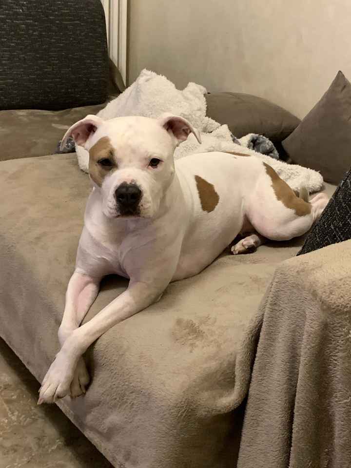 Il nostro amico a quattro zampe si chiama... - 1