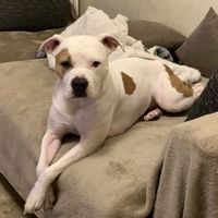 Il nostro amico a quattro zampe si chiama... - 1