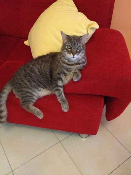 Le nostre new entry - 1