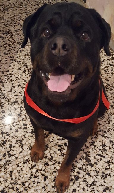 Convivenze pelose!🐶🐱🐹🐰 - 1