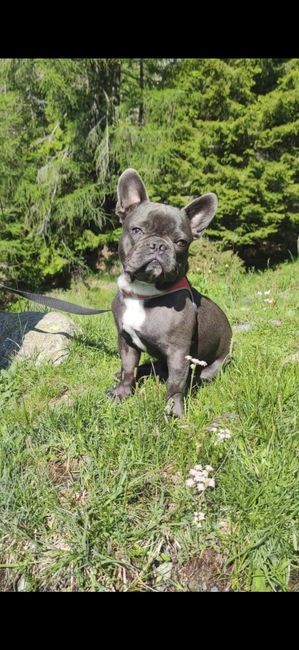 Avete un animale domestico? - 1