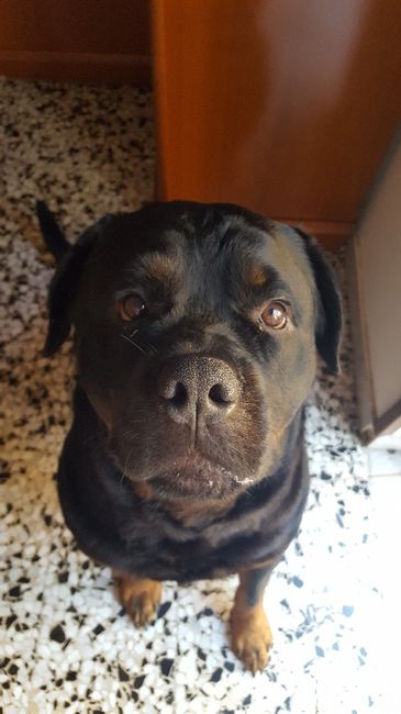 I nostri animali ♥️ - 1