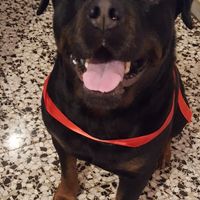 Convivenze pelose!🐶🐱🐹🐰 - 1