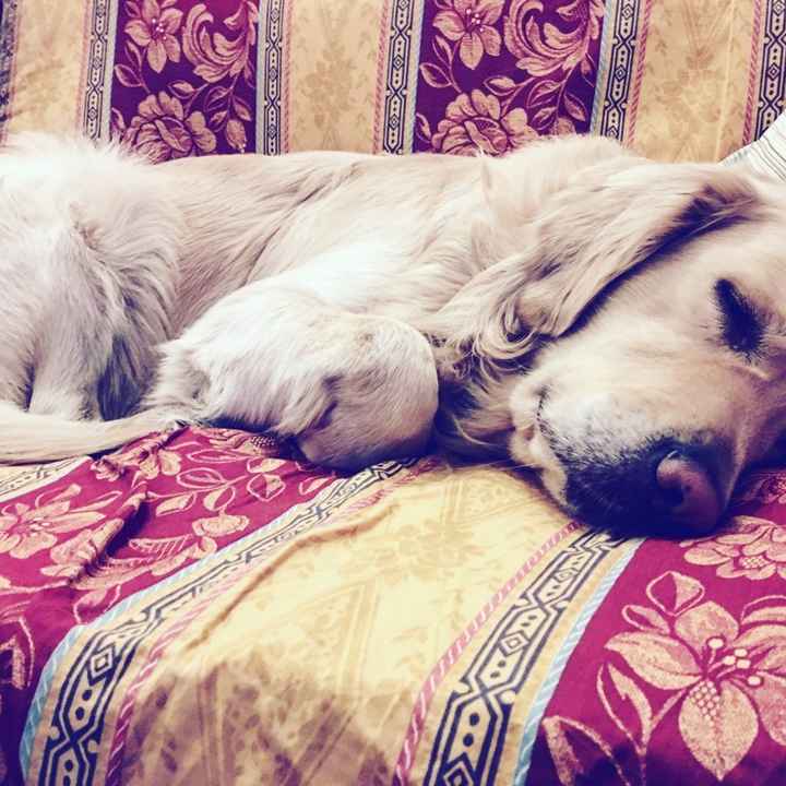 Tema matrimonio: cani...mi date un parere?? - 1