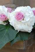 fiori