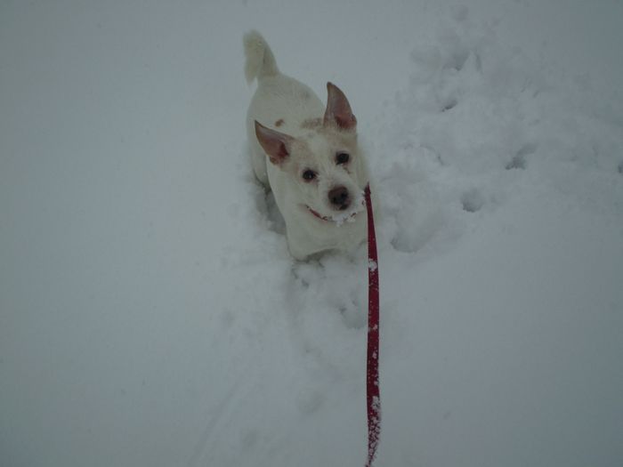 lui è il vecchietto di casa!rex!