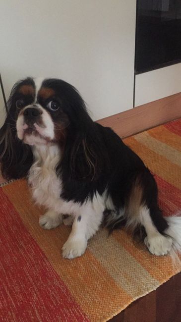 Collaboratori pelosi ❤️ - 1