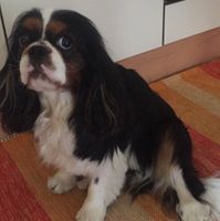 Collaboratori pelosi ❤️ - 1