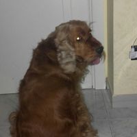 Idea x come vestire il mio pelosetto il gg delle mie nozze - 1