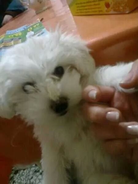 Oggi vi presento i nostri "mimmi" :) - 1