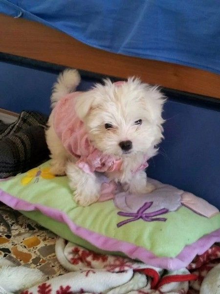 Oggi vi presento i nostri "mimmi" :) - 3