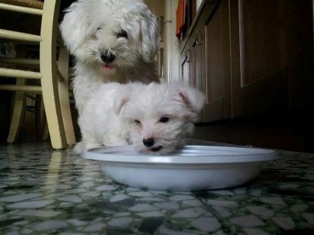 Oggi vi presento i nostri "mimmi" :) - 4