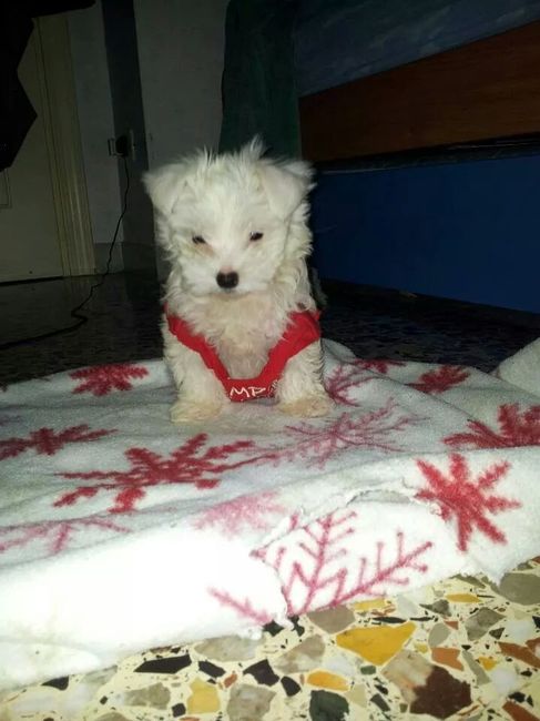 Too cute: i vostri amici animali - 3