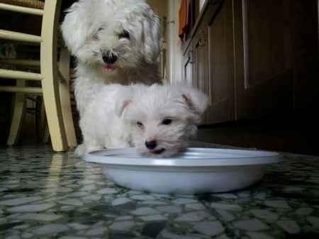 Oggi vi presento i nostri "mimmi" :) - 4