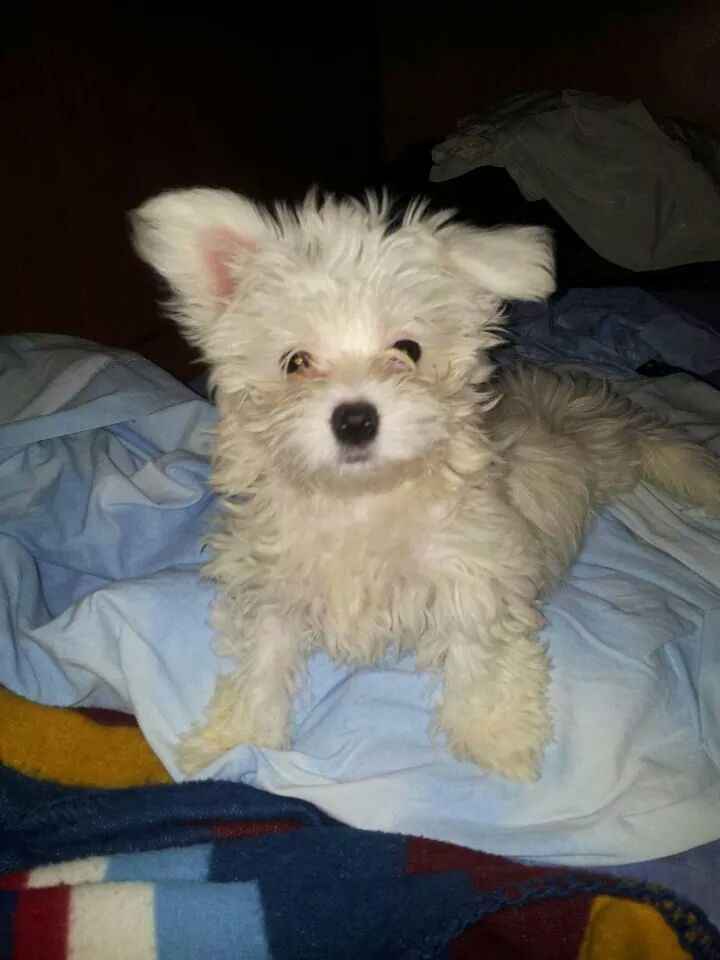 Too cute: i vostri amici animali - 5